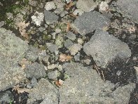iara Scorciavacca-20110306 070
